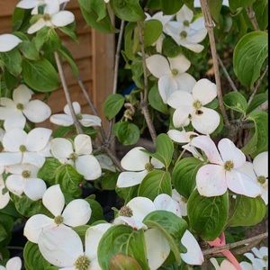 Meet your Posher, Lana